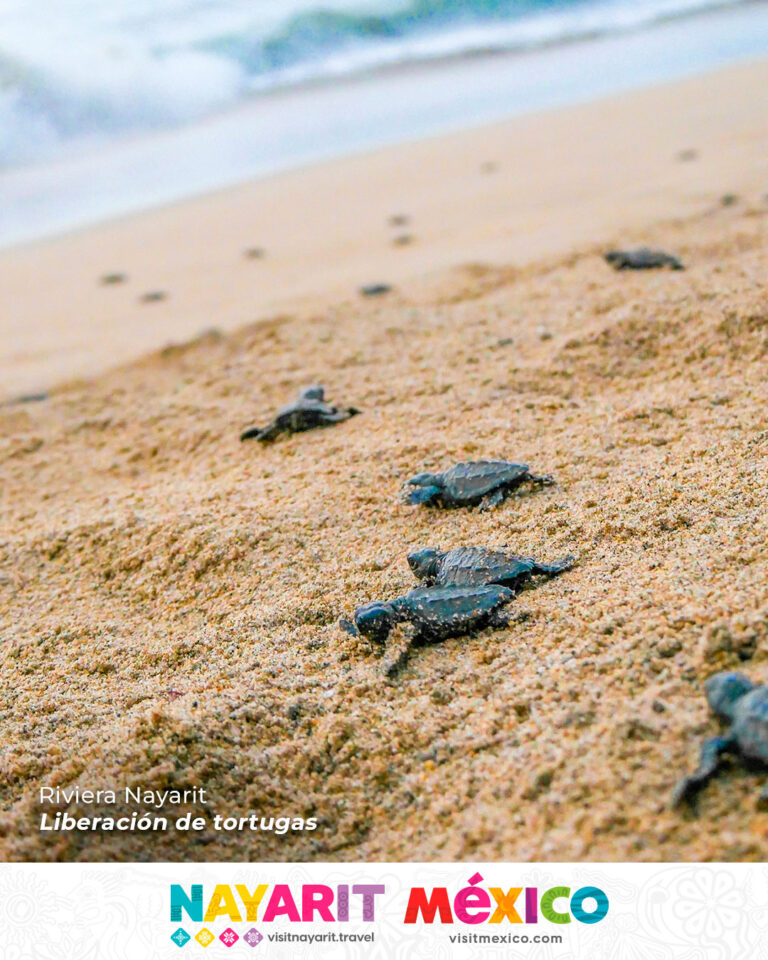 Temporada de liberación de tortugas marinas en Nayarit México Visit