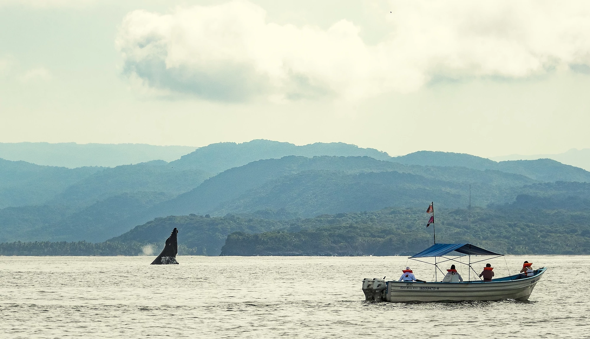 personas en un bote avistando una ballena a media distancia