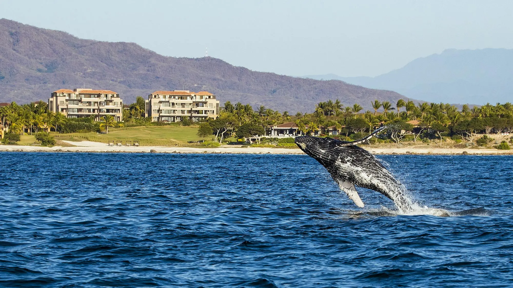 avistamiento de ballenas, NUEVO NAYARIT, BAHÍA DE BANDERAS