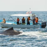 avistamiento de ballenas en nayarit