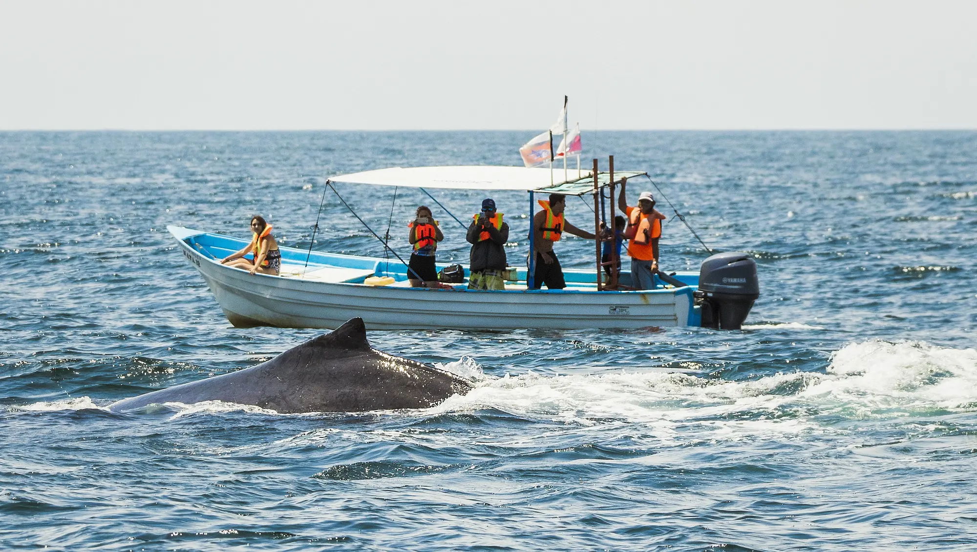 avistamiento de ballenas en nayarit