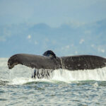 Avistamiento de ballenas - Bahía de Banderas