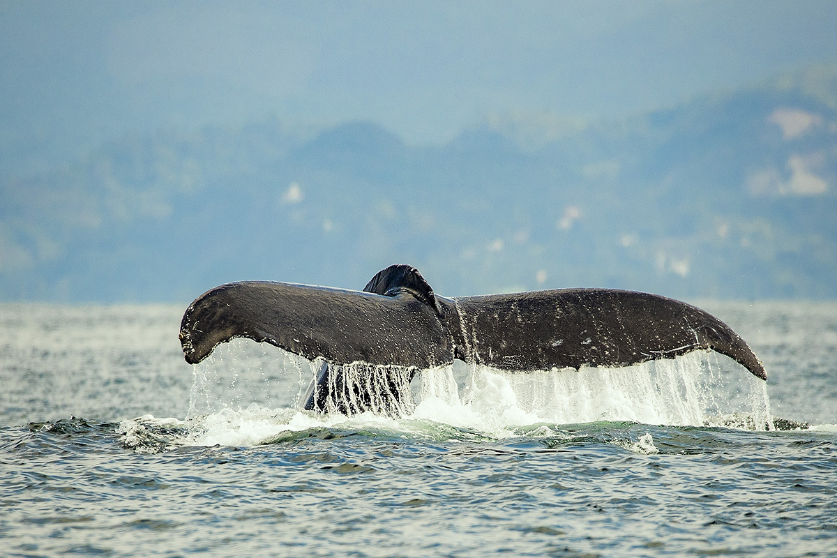 Avistamiento de ballenas - Bahía de Banderas