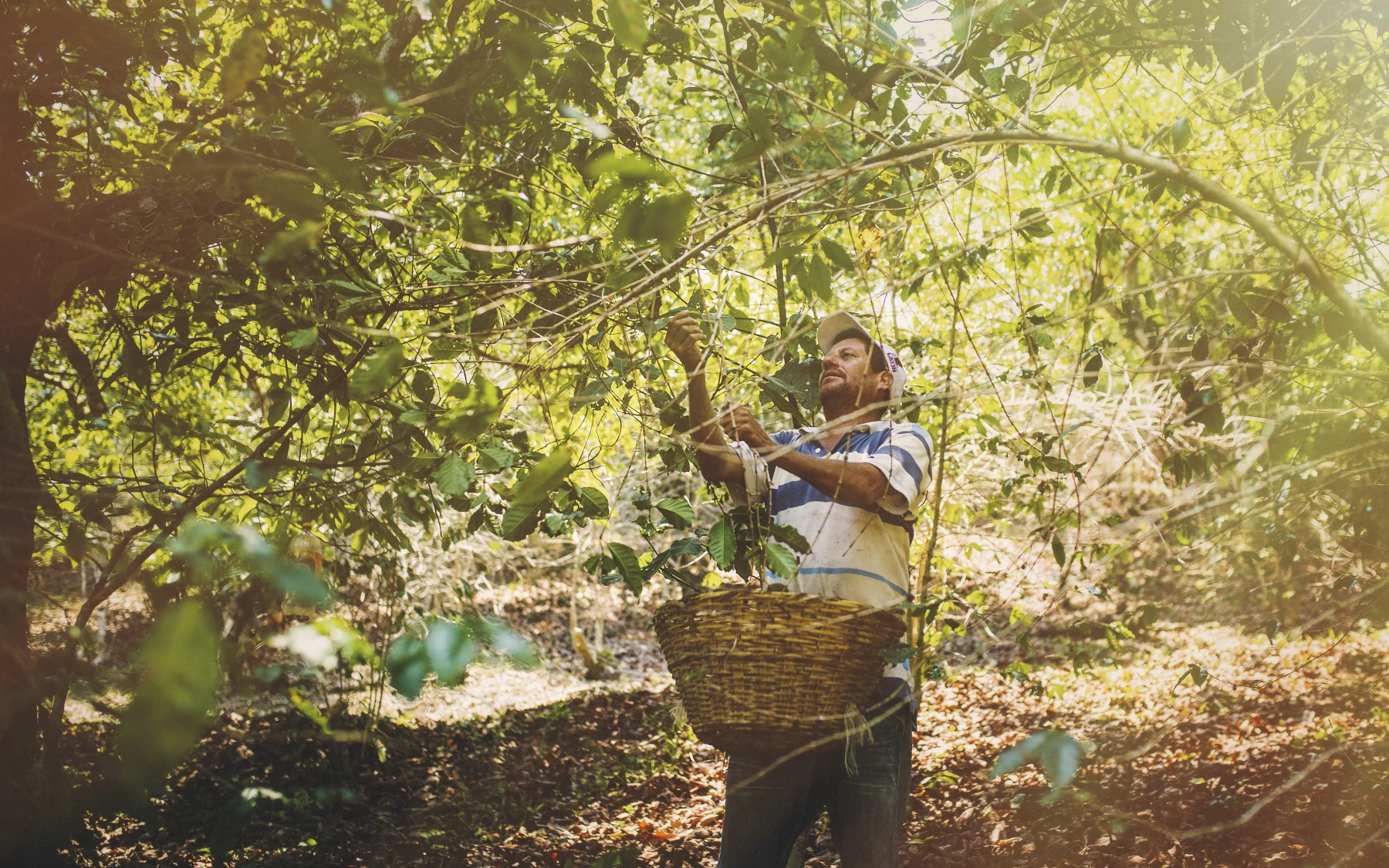 Nayarit Coffee Earns Designation of Origin