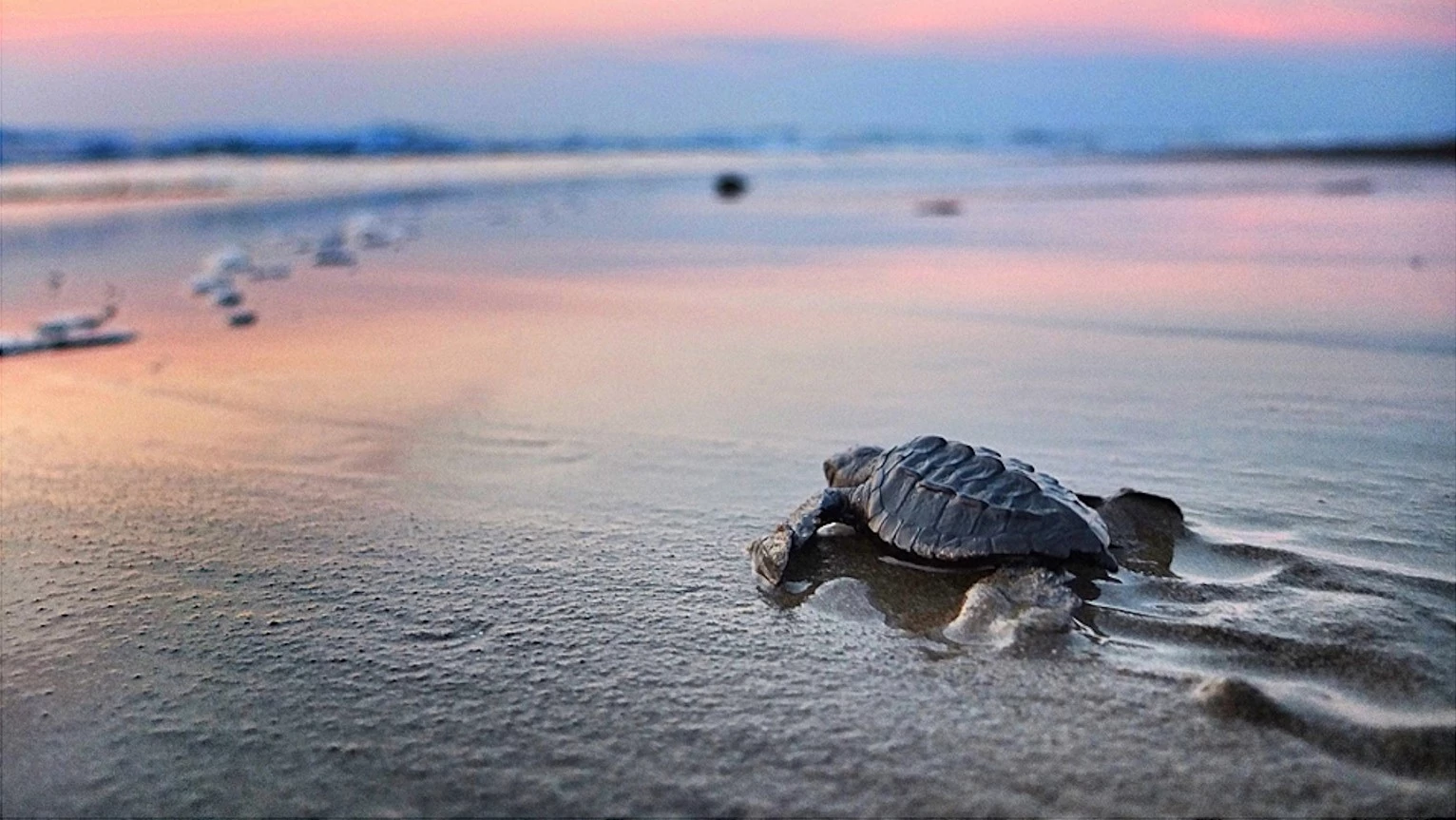 Turtle releases in Nayarit