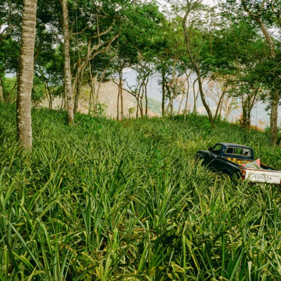 ruta de la piña - ruiz nayarit