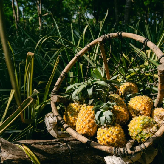 piñas en una canasta - ruta de la piña