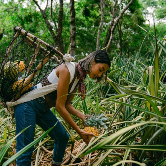 Mujer recogiendo piñas en un campo