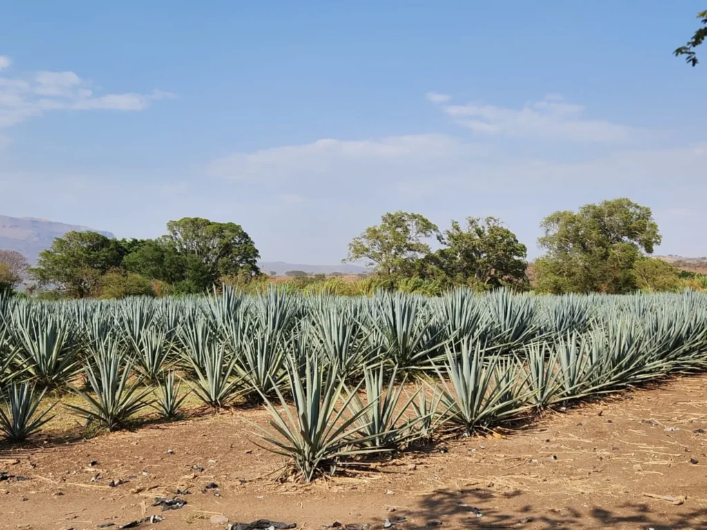 Paisaje de agaves