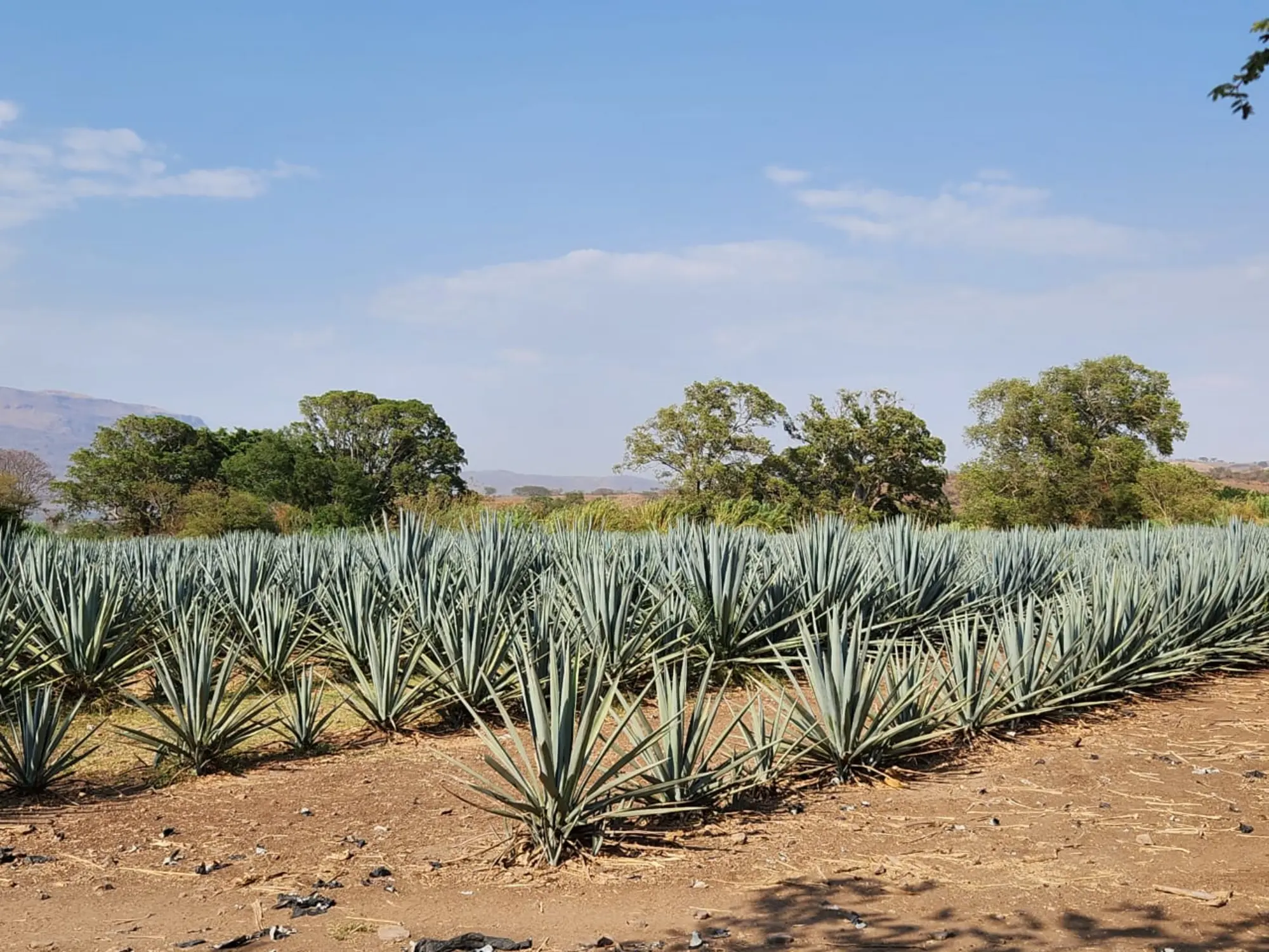 Paisaje de agaves