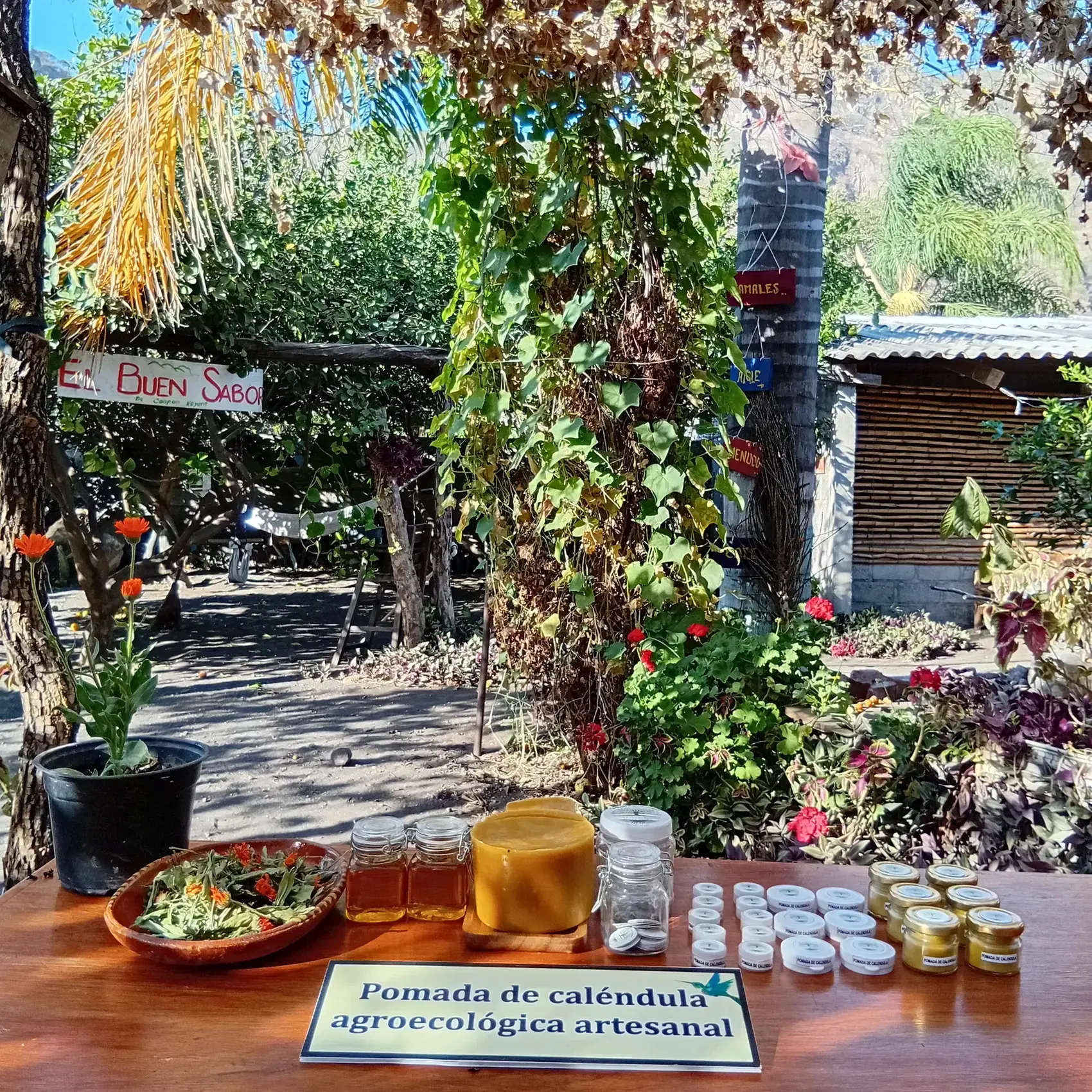 Taller de elaboración de pomada de caléndula