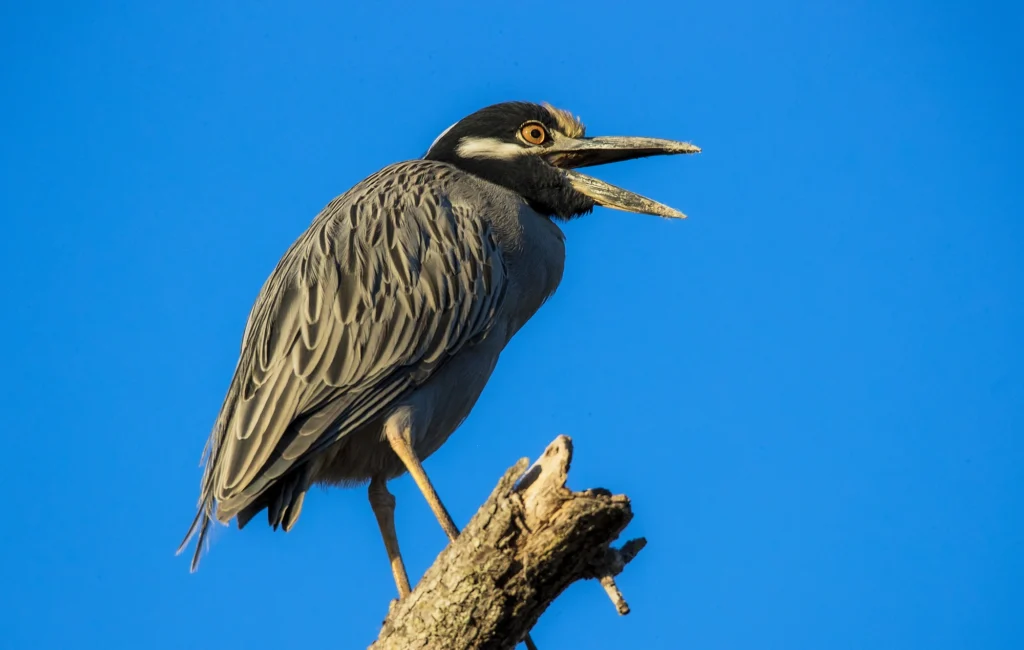 Avistamiento de aves en nayarit