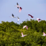 Flamingos volando