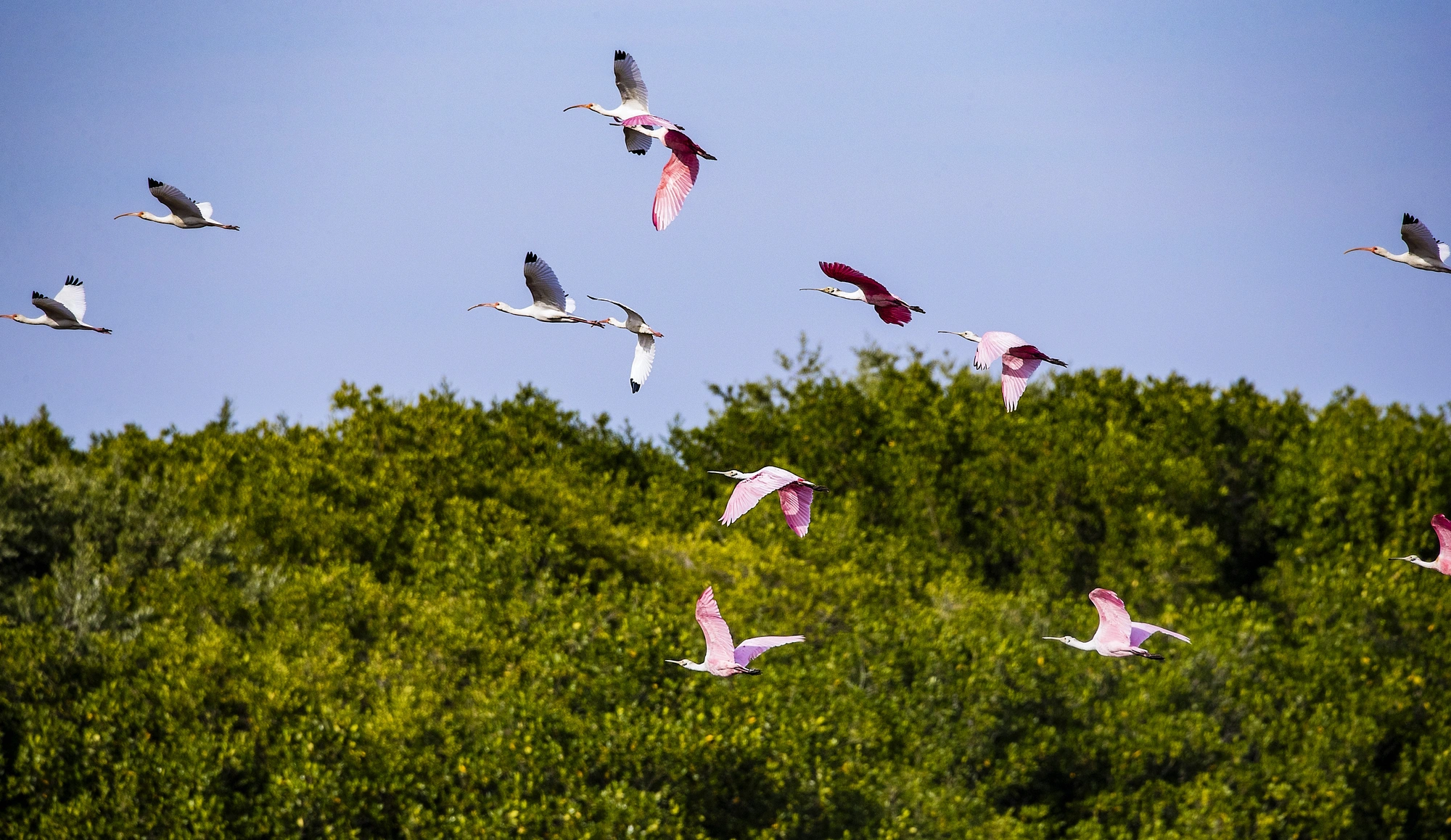 Flamingos volando