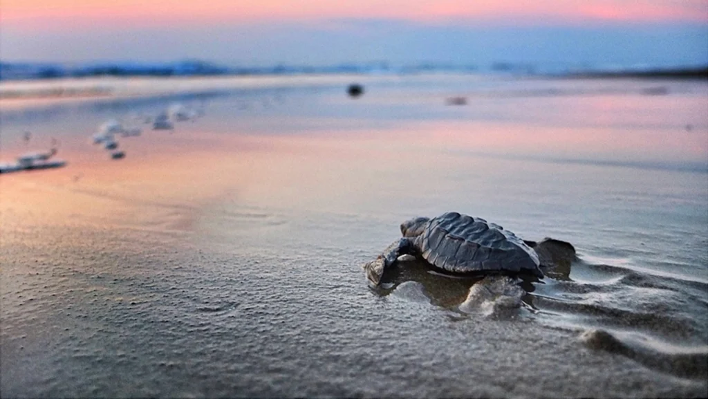 Liberacion de tortuga en una playa