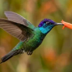Colibrí garganta azul