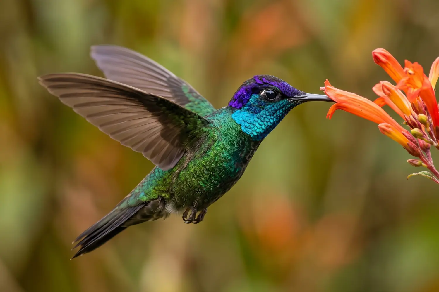 Blue-throated Hummingbird, a Winged Jewel of Nayarit